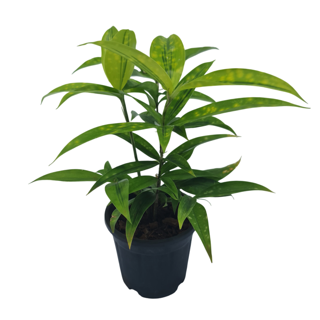 Spotted dracena, Dracena Surculosa