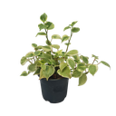 Peperomia scandens variegata