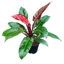 Philodendron sun red