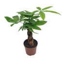 Braided Money tree, Pachira aquatica