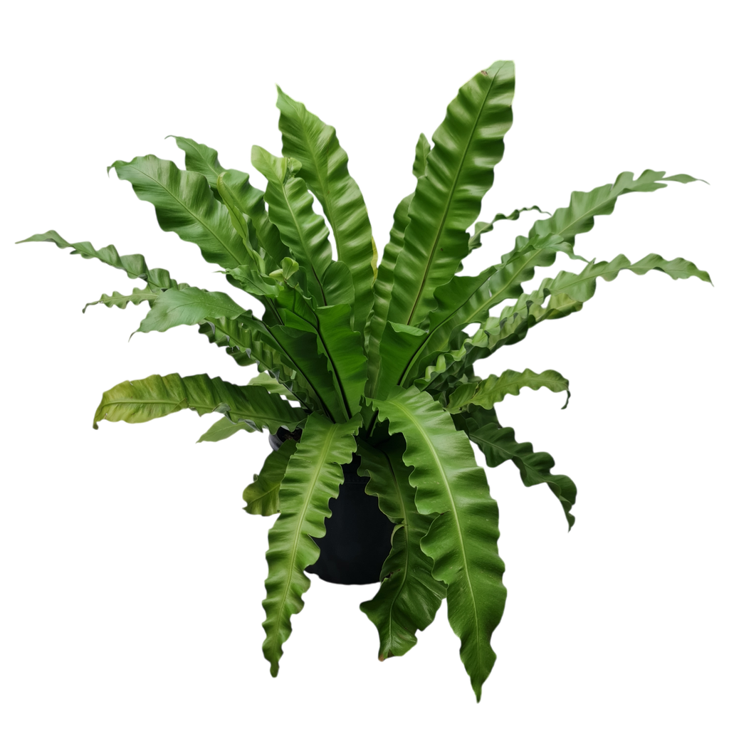 Bird's nest fern, Asplenium nidus