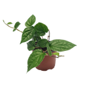 Magai pan, Piper beetle