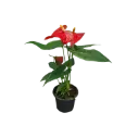 Anthurium andraeanum Red