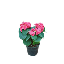 Poinsettia Red fireball, Euphorbia pulcherrima