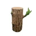 Lucky Brazilian Wood, Dracaena fragrans species