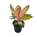 Aglaonema Peach Cochin