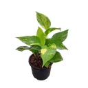 Money plant varigated, Epipremnum aureum