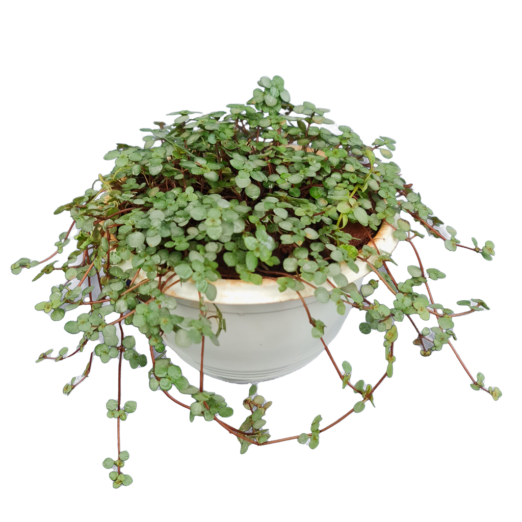 Pilea glauca