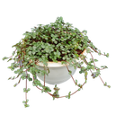Pilea glauca