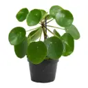Chinese money plant, Pilea pepromiodes