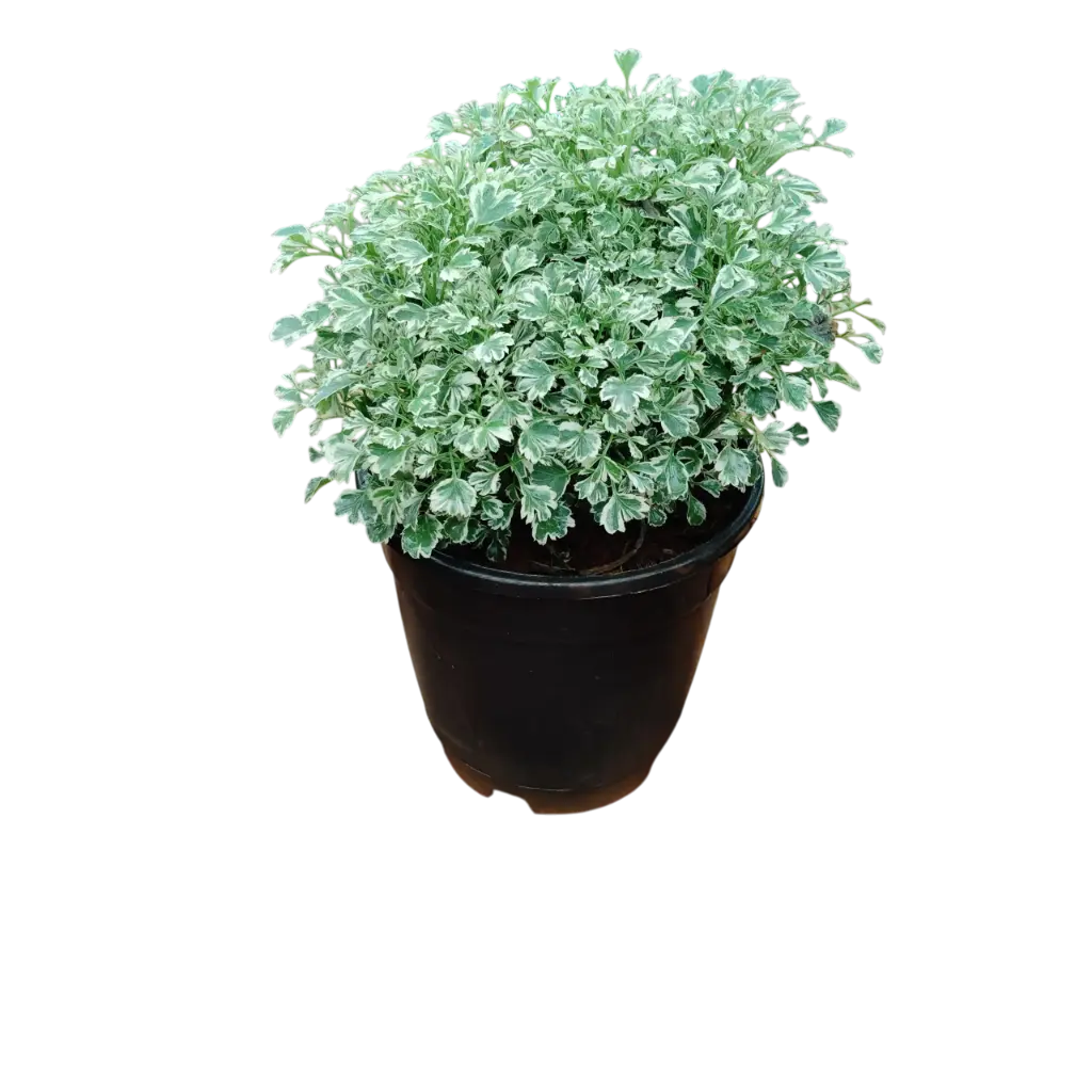 Arelia Varigated, Polyscias dwarf White