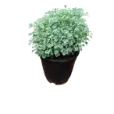 Arelia Varigated, Polyscias dwarf White