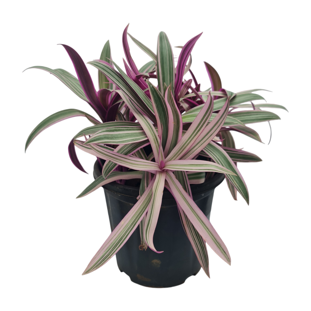 Roheo, boat lily, oyster plant, Tradescantia spathacea