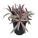 Roheo, boat lily, oyster plant, Tradescantia spathacea