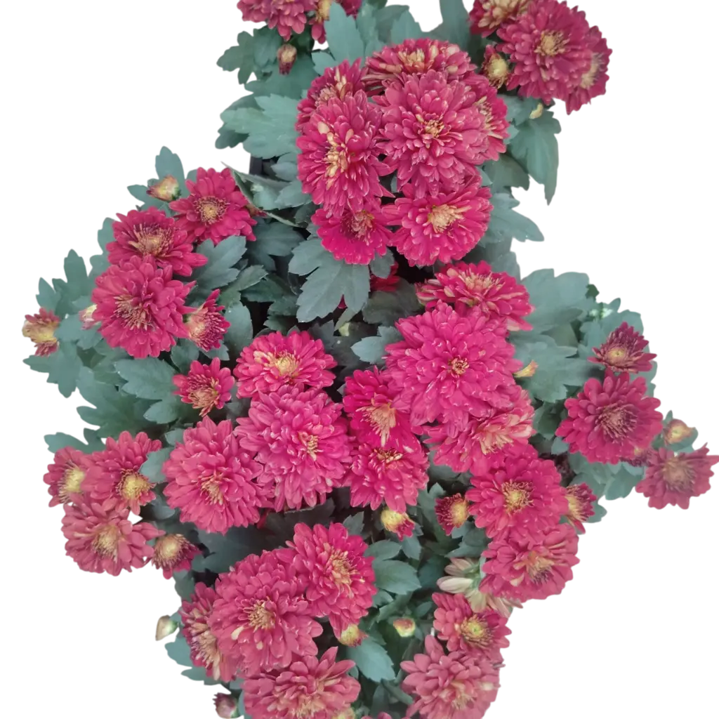 Shevanti Dark Red, Chrysanthemum morifolium  