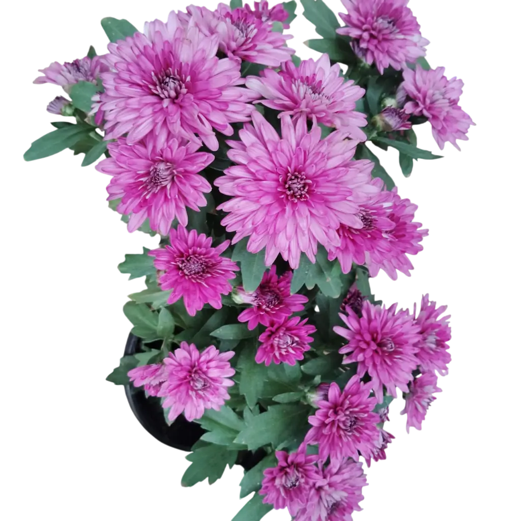 Shevanti Purple, Chrysanthemum morifolium  
