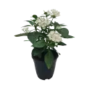 Super Pentas, Pentas lanceolata Mix color