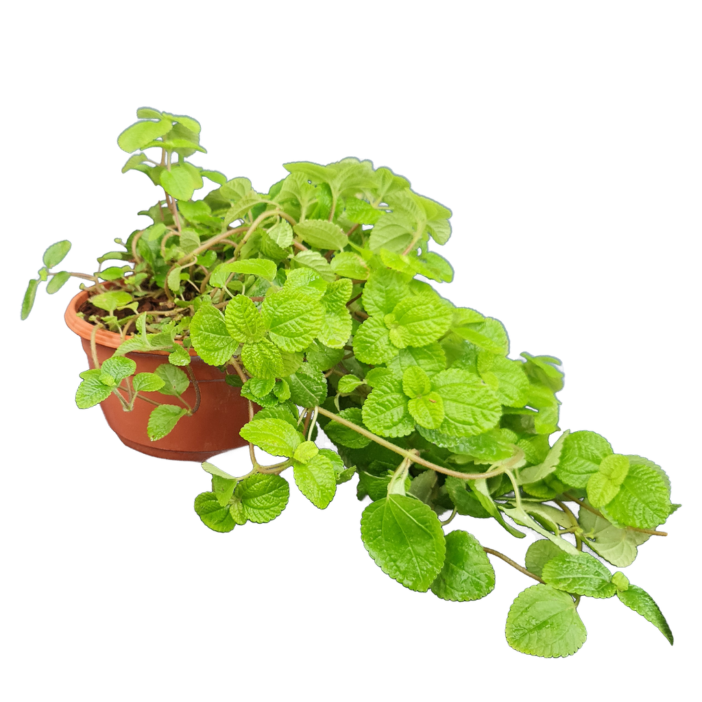 Creeping charlie, Pilea nummulariifolia