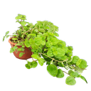 Creeping charlie, Pilea nummulariifolia