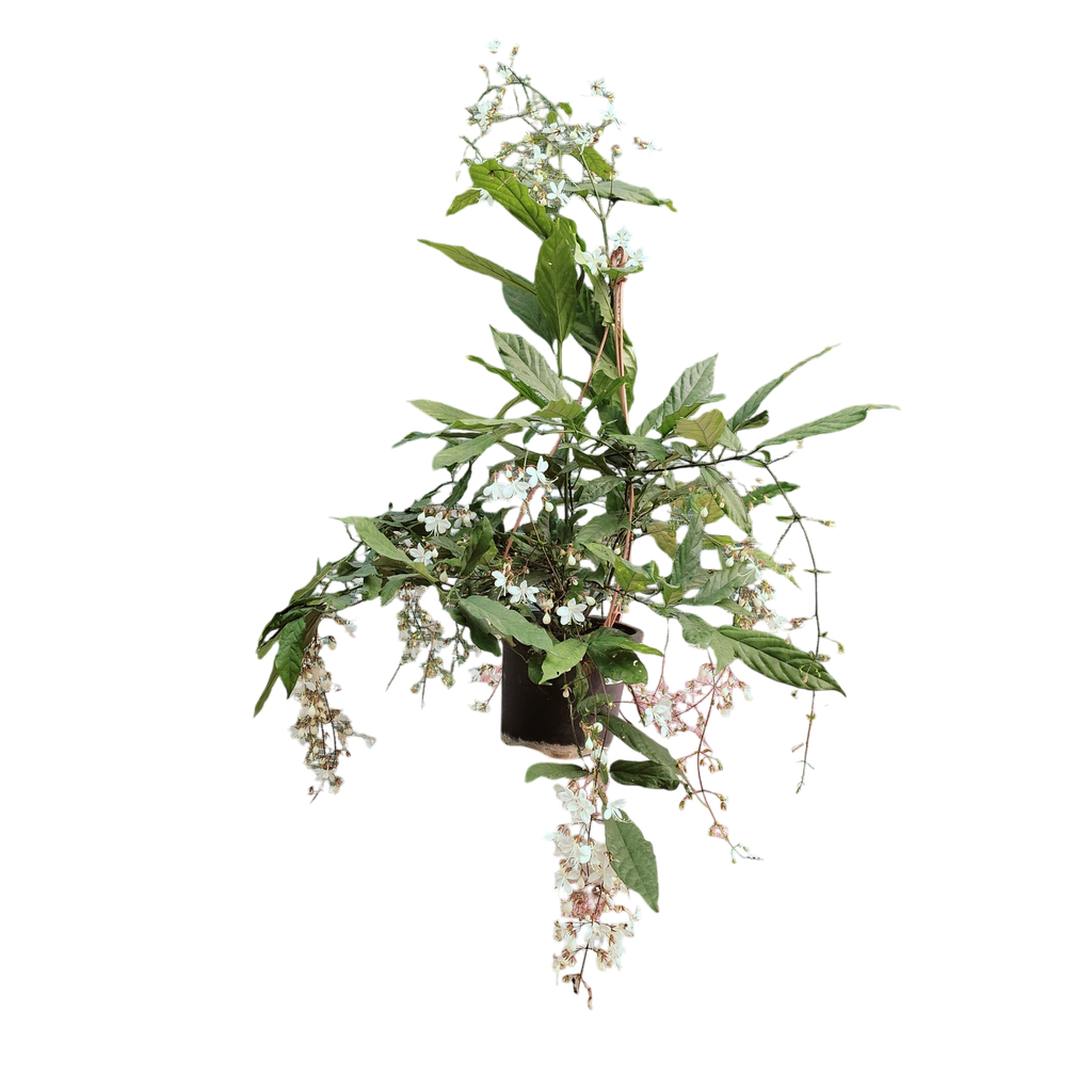 Bridal veil, Clerodendrum wallichii