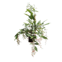 Bridal veil, Clerodendrum wallichii