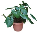 Queen of hearts, Homalomena rubescens