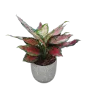 Aglaonema red valentine with Pot Cer. Leaf A580 Grey