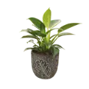 Philodendron Birkin with Pot Leaf A580 Black