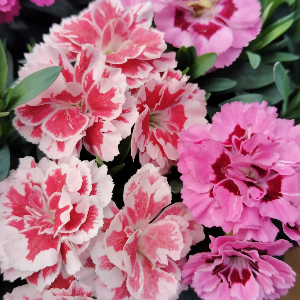 Carnation, Dianthus caryophyllus