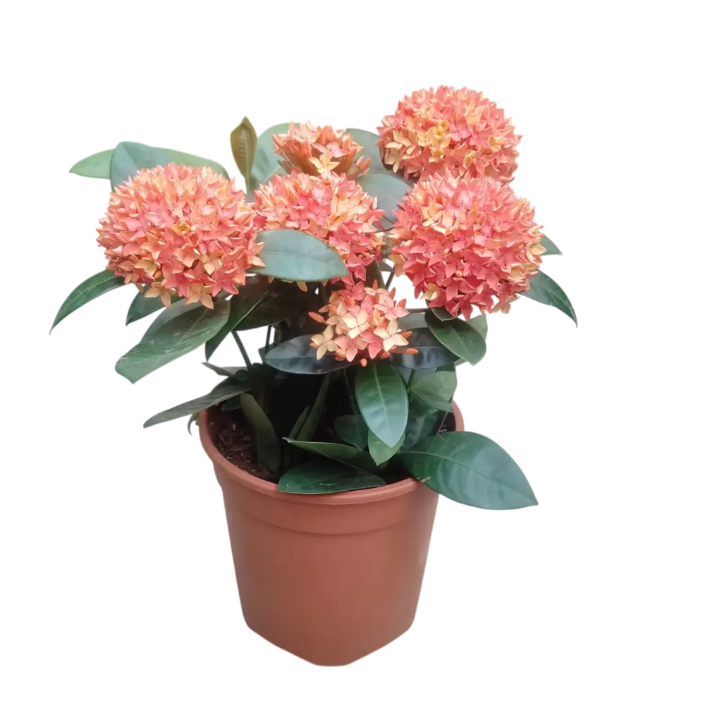 Ixora coccinea 'Dwarf Orange'