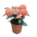 Ixora coccinea 'Dwarf Orange'