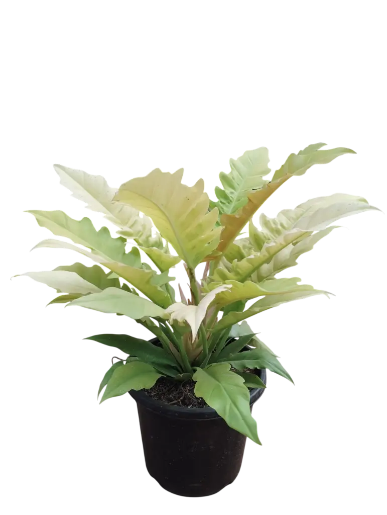 Philedendron golden Crocodile