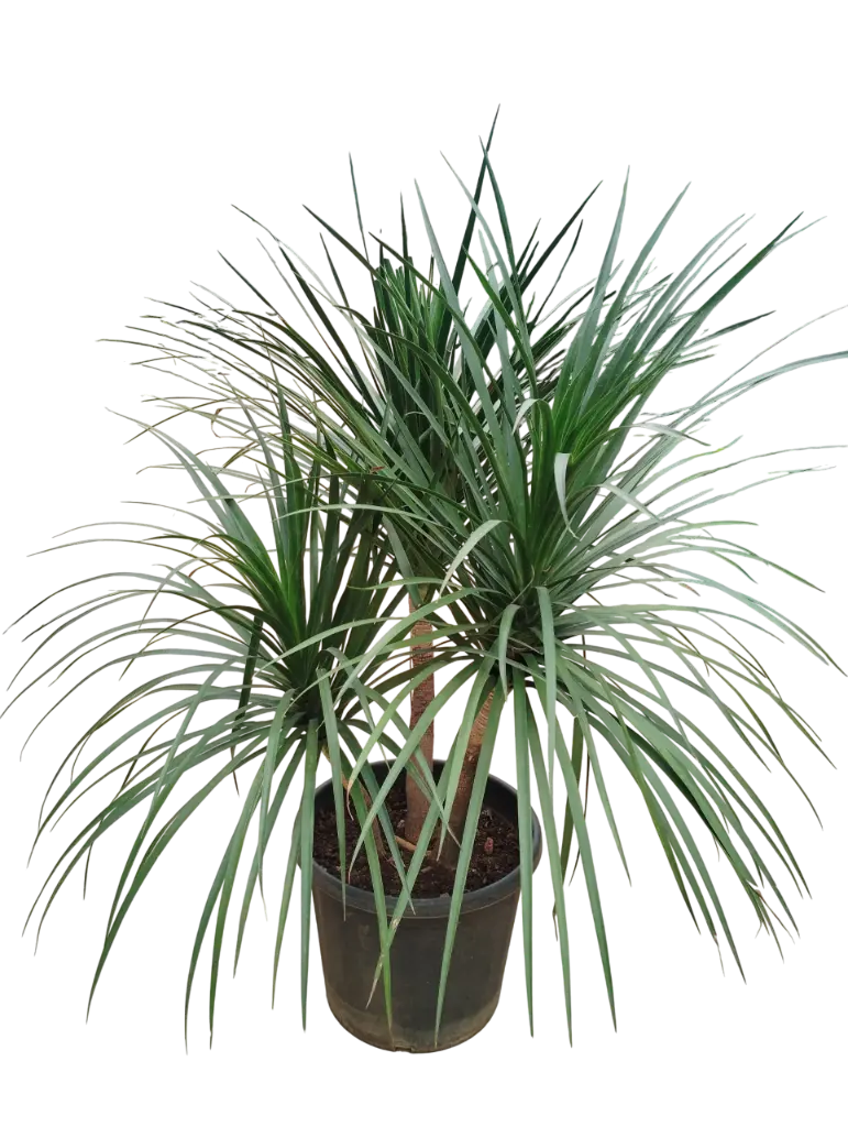 Dragon Tree,Dracaena Draco