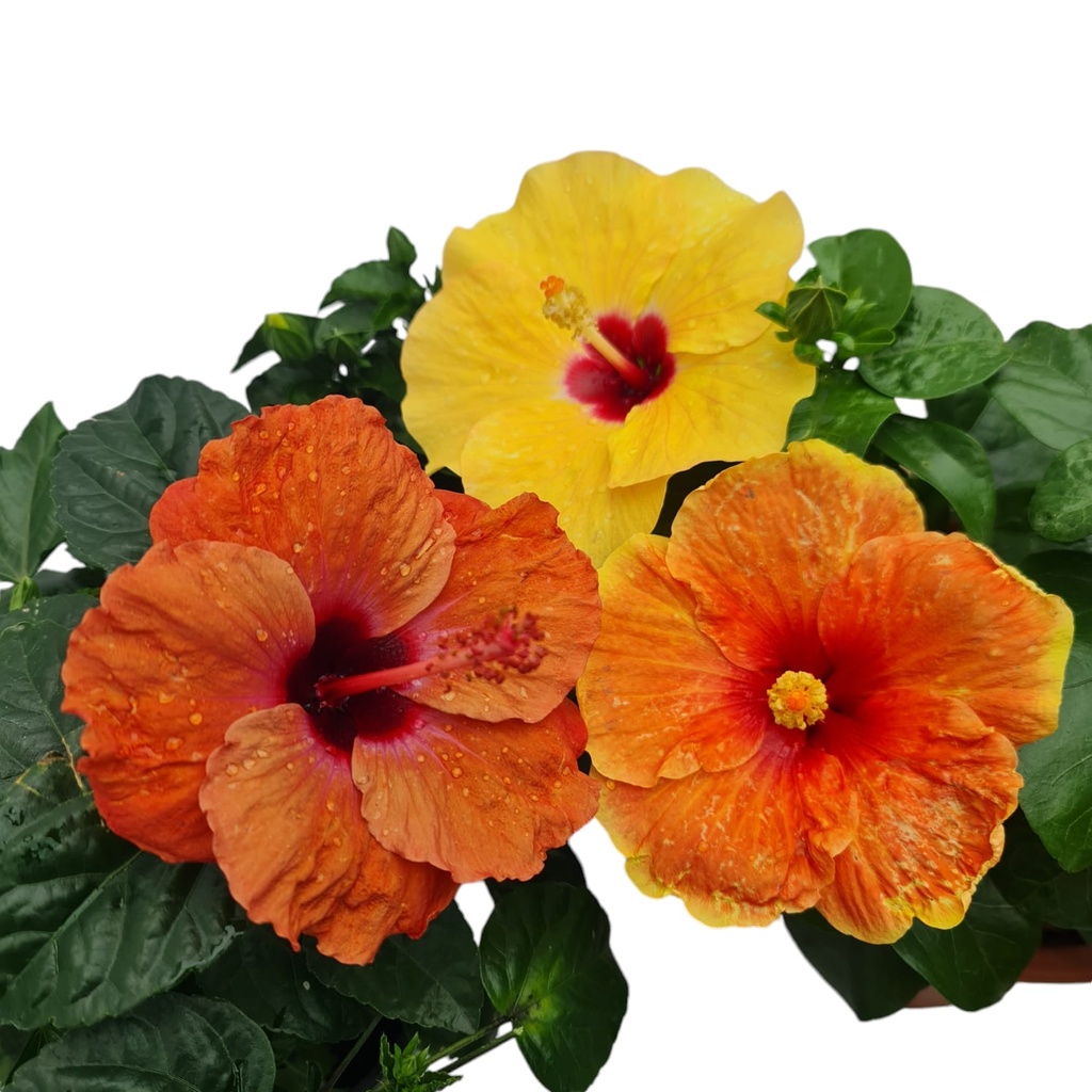 Jaswand, Hibiscus hybrid