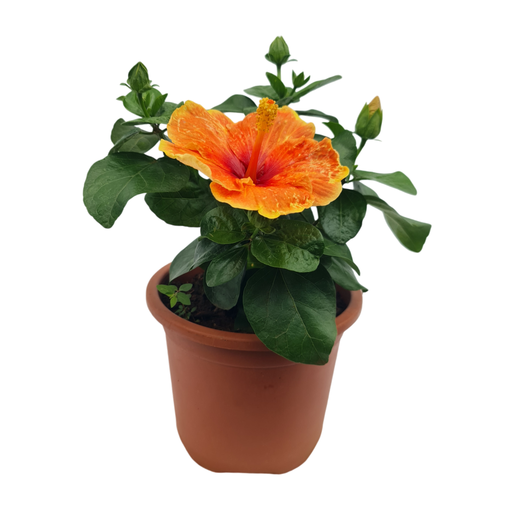 Jaswand, Hibiscus hybrid