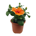 Jaswand, Hibiscus hybrid