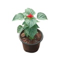 Scarlet sage, Salvia splendens