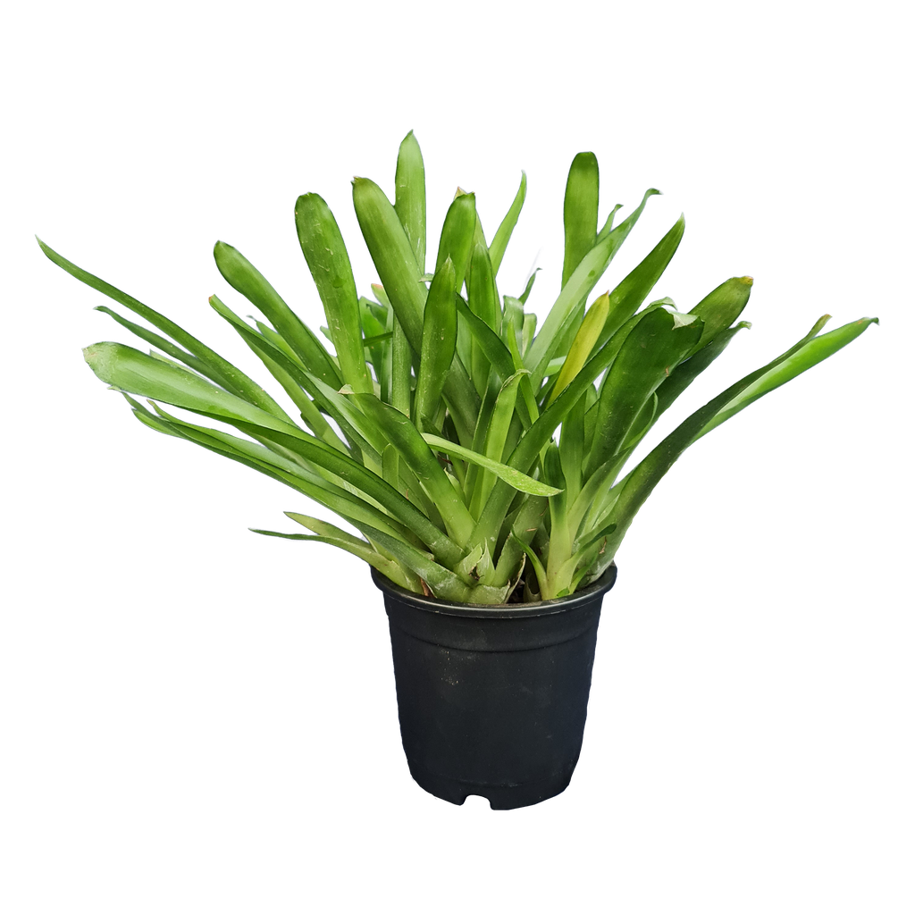 Match stick, Aechmea gamosepala