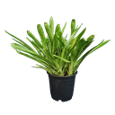 Match stick, Aechmea gamosepala