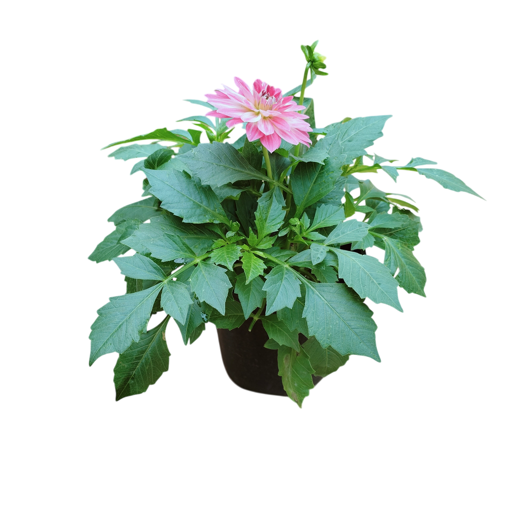 Dahlia , Dahlia pinnata