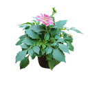 Dahlia , Dahlia pinnata