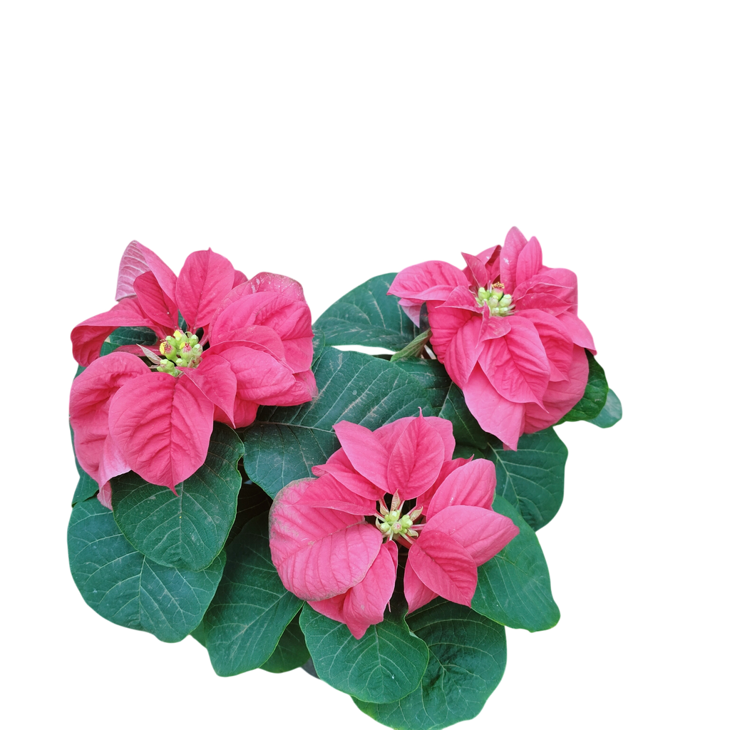 Poinsettia Red fireball, Euphorbia pulcherrima