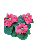 Poinsettia Red fireball, Euphorbia pulcherrima