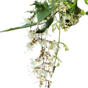 Bridal veil, Clerodendrum wallichii