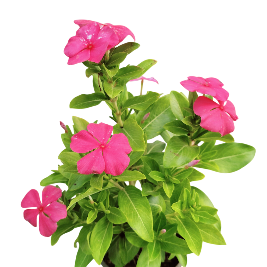 Sadaphuli, Vinca, Catharanthus roseus
