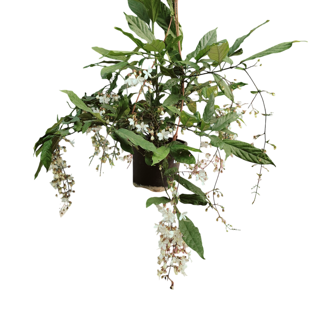 Bridal veil, Clerodendrum wallichii