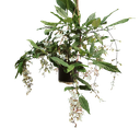 Bridal veil, Clerodendrum wallichii