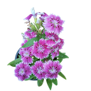 Rainbow pink, Dianthus chinensis