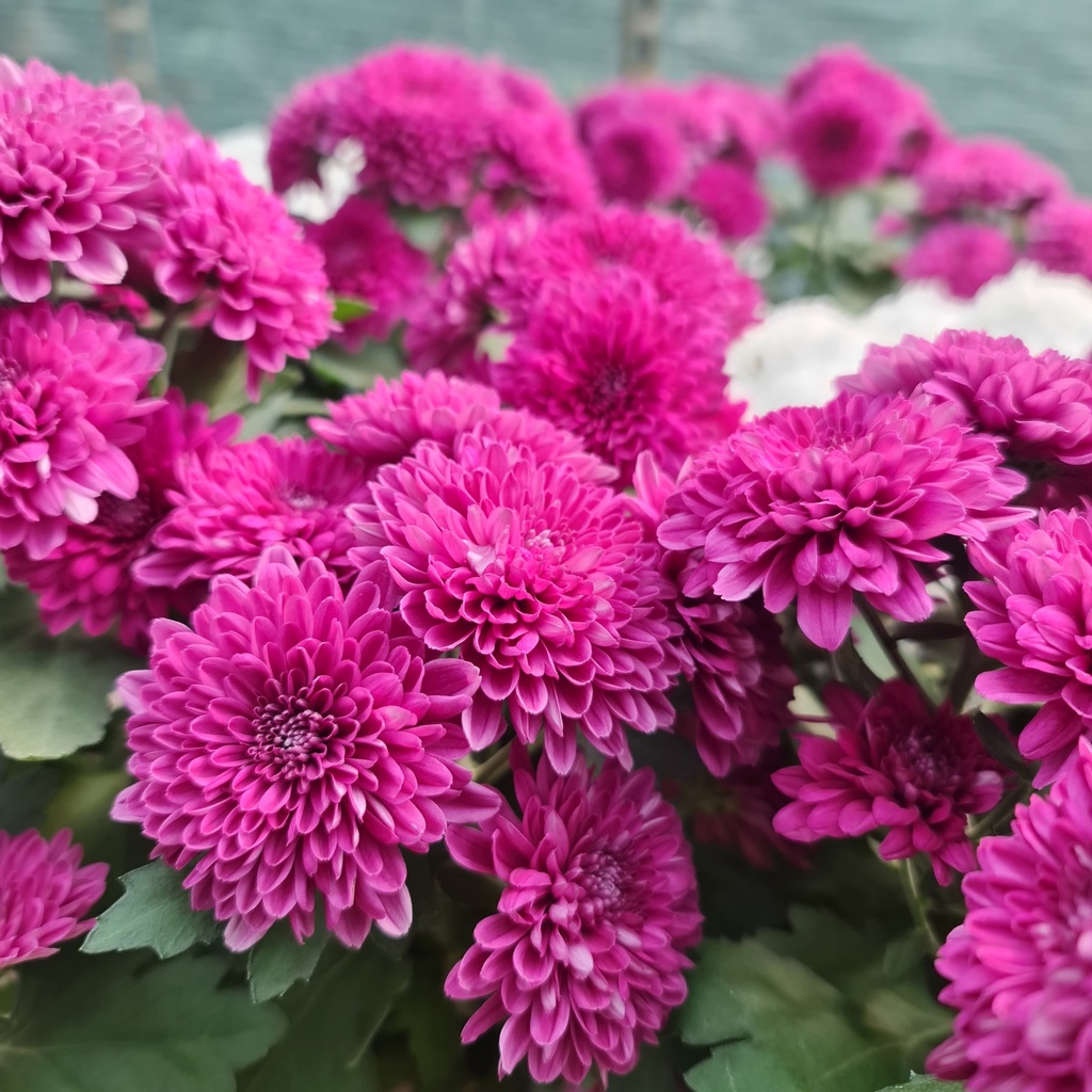 Shevanti, Chrysanthemum morifolium