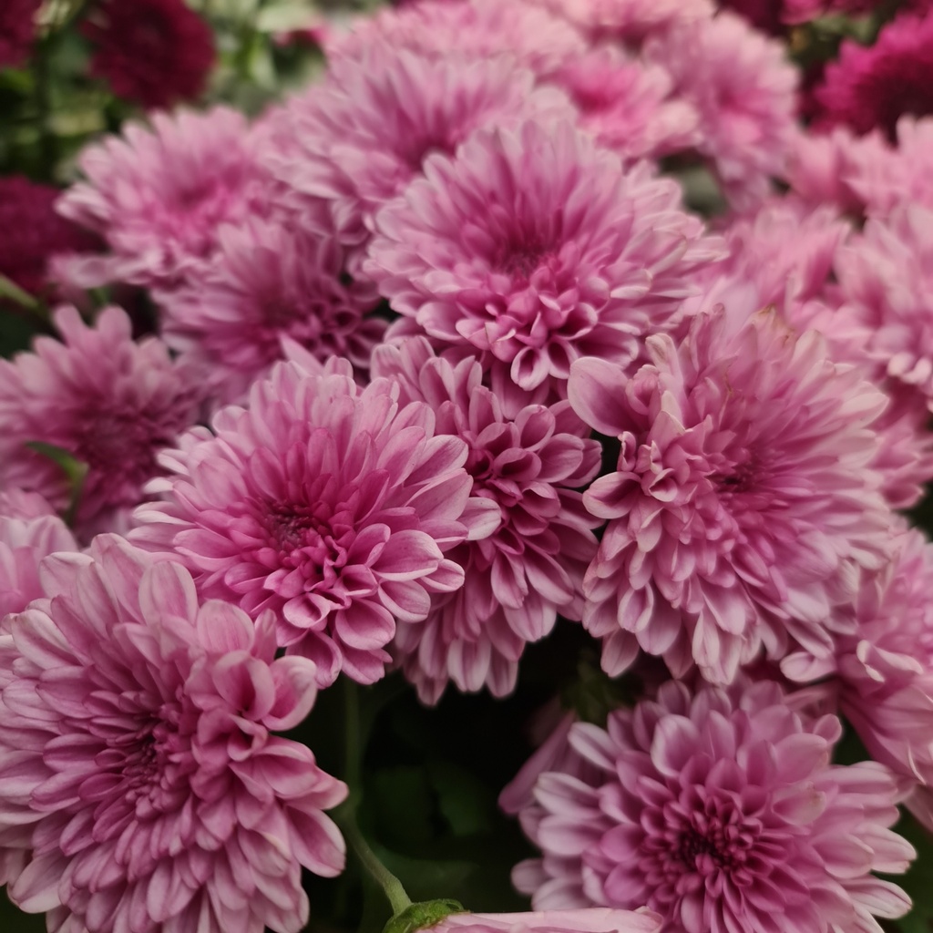 Shevanti, Chrysanthemum morifolium